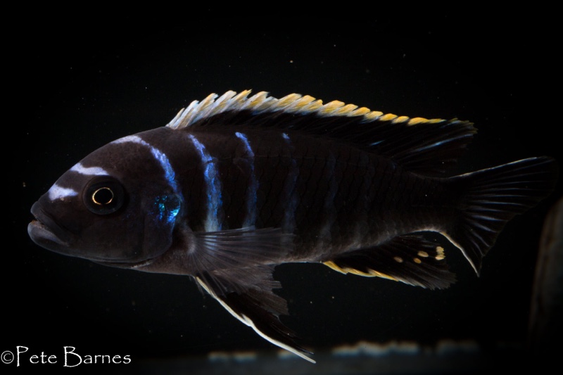 Cynotilapia zebroides 'Ndonga (South)'